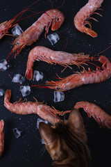 Large red shrimp with ice and see salt on black background. Close up. Vertical format. Bengal cat hunter stealing shrimp from the table.