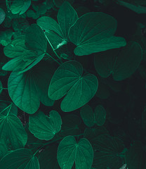 Green leaf nature background freshness, tropical leaves, dark tone, closeup view