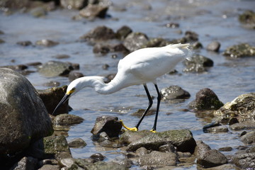 Garza buscando alimento