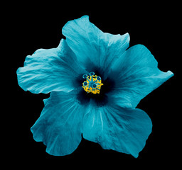 Surreal blue Chinese rose isolated on black. High detailed macro photo