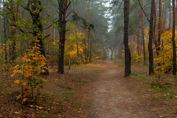 Obraz premium Autumn forest. Pleasant walk in the nature. Autumn painted trees with its magical colors. 