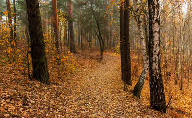 Autumn forest. Pleasant walk in the nature. Autumn painted trees with its magical colors.	