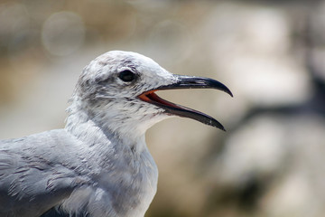 Gaviota