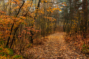 Autumn forest. Pleasant walk in the nature. Autumn painted trees with its magical colors.	