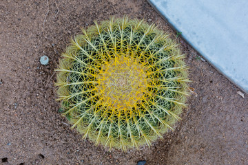 Outdoor Cactus Plant