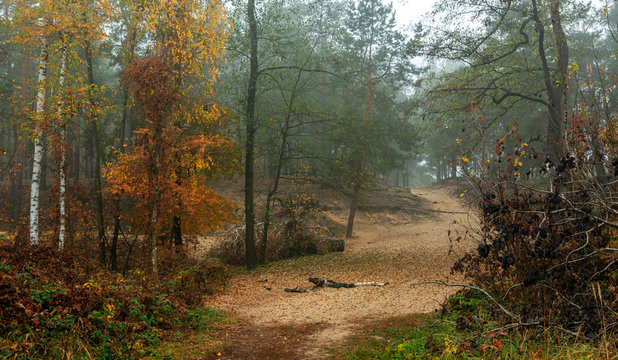 Autumn forest. Pleasant walk in the nature. Autumn painted trees with its magical colors.	