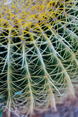 Outdoor Cactus Plant