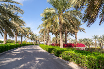 Fototapeta na wymiar Green park with walkway in Abu Dhabi, UAE