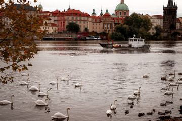White swans in the Vltava river