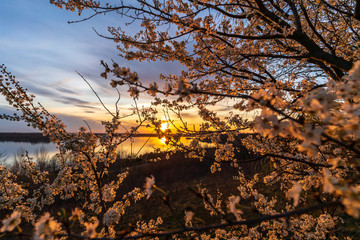 Romantic sunset behind cherry tree blossoms at the Markkleeberger Lake near Leipzig,
