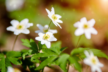 The white snowdrops are growing in a forest glade