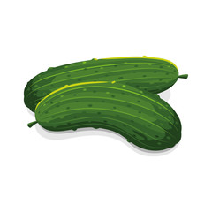 Cucumber green vector illustration isolated on white