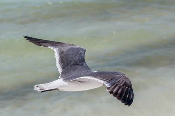 Gaviota