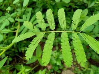 Giant Mimosa pudica, also called sensitive, sleepy, action plant, touch me not, shame plant, zombie.