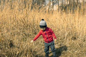 Little boy in the tall grass. A little kid walks among the dry reeds