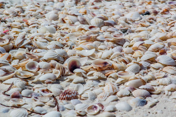 Conchas de mar