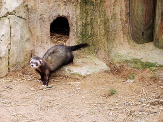 Fototapeta premium Ferret climbed out of his hole