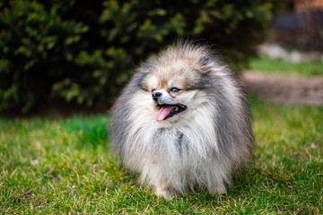 Chihuahua puppy spitz dog pet yorkshire terrier