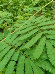 Giant Mimosa pudica, also called sensitive, sleepy, action plant, touch me not, shame plant, zombie.