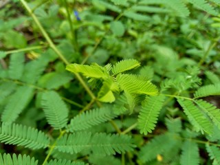 Giant Mimosa pudica, also called sensitive, sleepy, action plant, touch me not, shame plant, zombie.