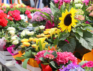 beautiful yellow sunflower flower for sale in the greenhouse
