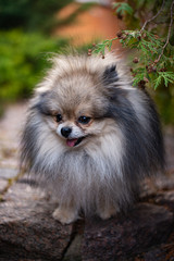 Obraz premium Chihuahua puppy spitz dog pet yorkshire terrier