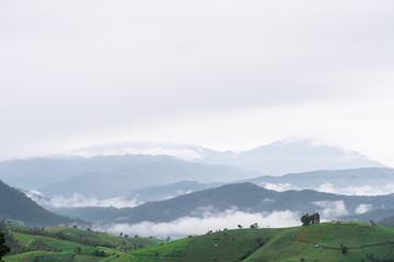 Rice fields beside the mountains in the north of Thailand during the rainy season