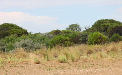 Fototapeta premium Mediterranean scrub beach in Italy