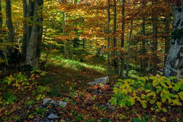 Fototapeta premium forest