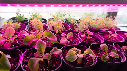 Growing seedlings of petunia and lobelia under a phytolamp. The ultraviolet light from the full...