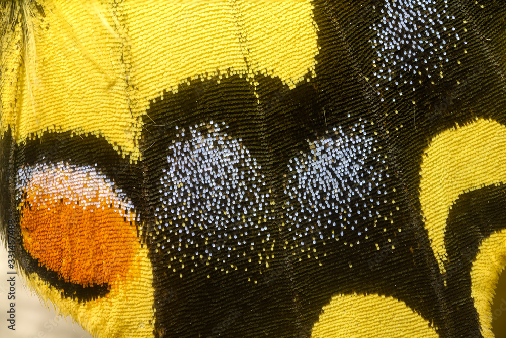 Wall mural Detail of the wing of a swallowtail butterfly.