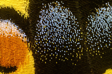 Detail of the wing of a swallowtail butterfly.
