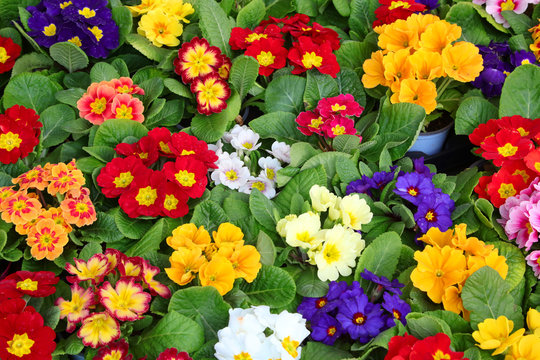 background of colorful primroses inl pots
