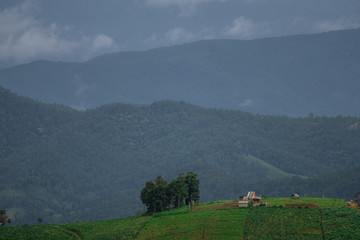 Rice fields beside the mountains in the north of Thailand during the rainy season
