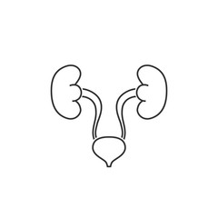 Urinary system vector line icon isolated on white background