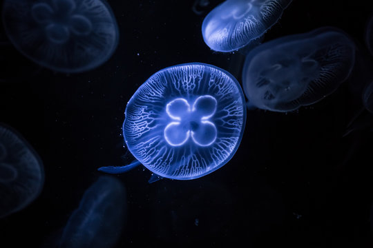 Moon jellyfish on dark background. Aurelia aurita - also called the common jellyfish underwater.