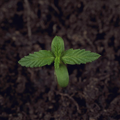 Sprouted Hemp Seed with Sprout