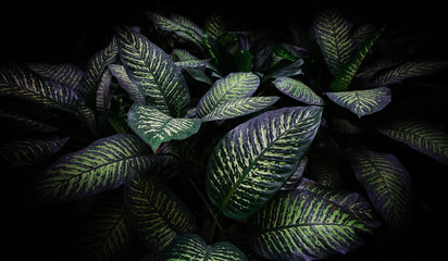 Fototapeta na wymiar Creative layout of green leaves. Nature and greenery concept