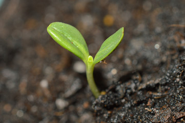 A tiny seedling starting to sprout in dark brown dirt. Symbols new life, growth, new beginnings, change and healing 