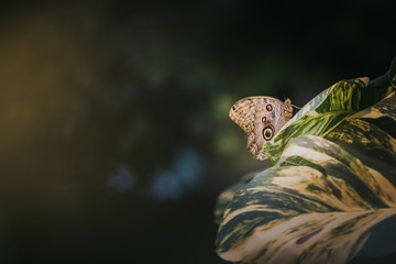 Forest Giant Owl butterfly (Caligo eurilochus)