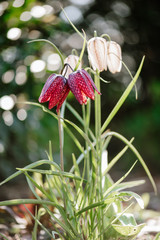 Closeup of checkerboard flower blossom, spring flower