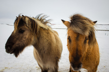 Icelandic pony in snow, close up
