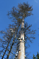 Fototapeta premium Waldsterben