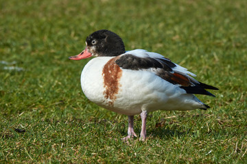 Common Shelduck (Tadorna tadorna) female. Duck is on young green grass in early spring