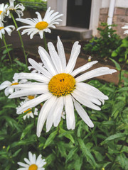 close up on a white daisy flower on a garden bush with some raindrops over the petals