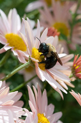 Bumble Bee on Flower