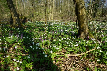 Waldboden mit weißen Blumen