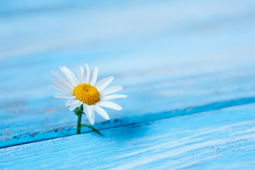 Fototapeta na wymiar daisy flower on a blue wooden surface