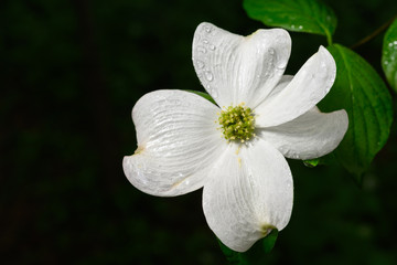 Dogwood Flower with Raindrops