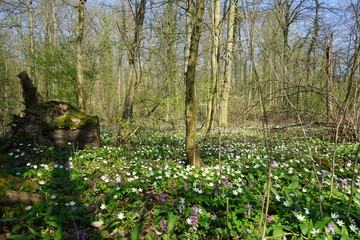 Waldboden mit wei&szlig;en Blumen